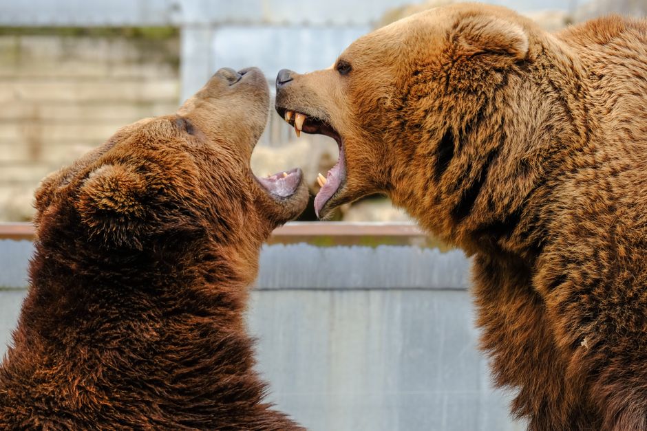 Two brown bears face off, mouths open, showcasing their powerful presence and sharp teeth.