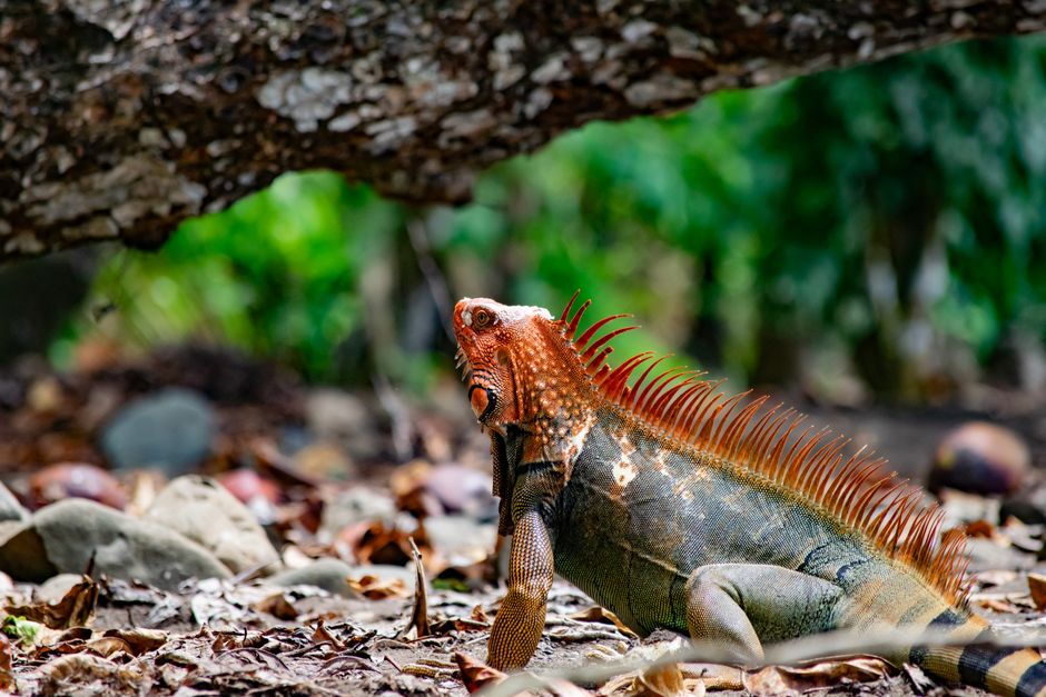 Close-up of a colorful iguana in its natural habitat, showcasing vivid scales and greenery.