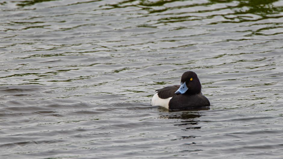 A tufted duck glides peacefully on a rippling lake in Bodymoor Heath, England.