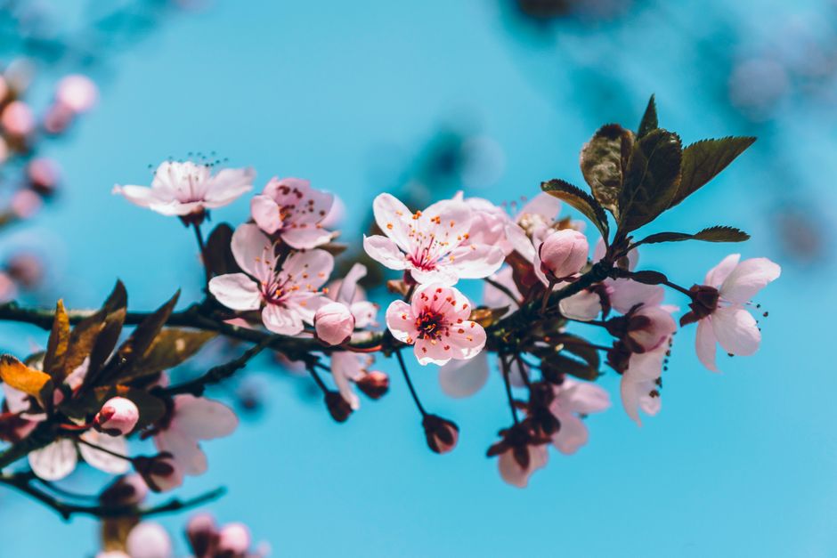 Close-up of beautiful cherry blossoms in full bloom on a sunny spring day.