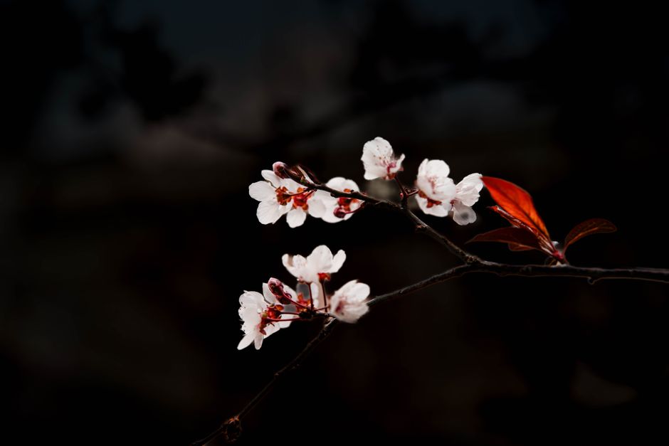 White cherry blossoms in bloom on a dark background, symbolizing spring's arrival.