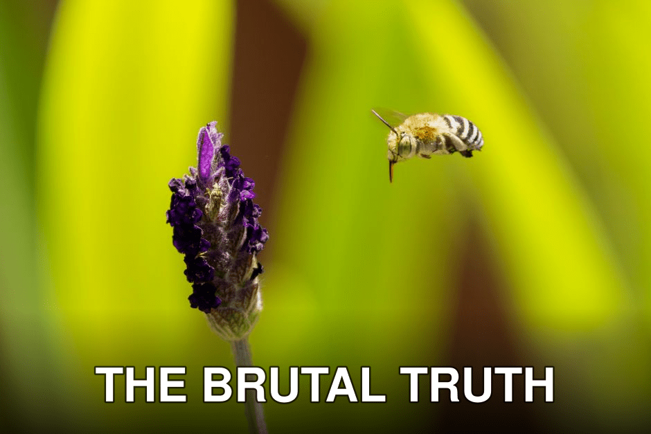 A blue banded bee hovers near a lavender flower bud in bright sunlight.