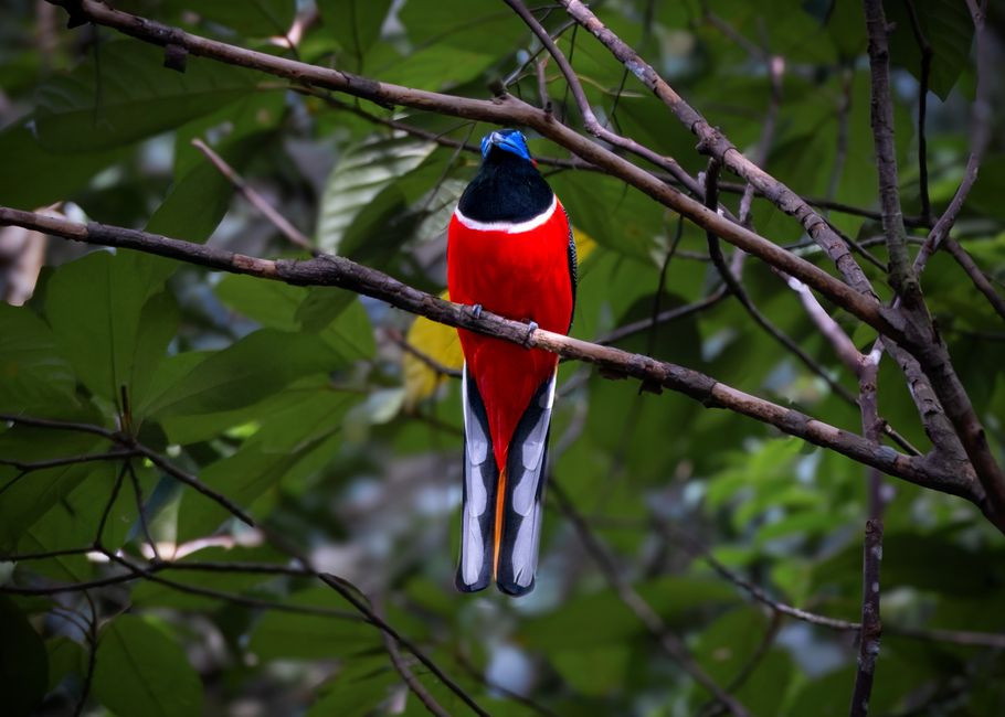 Vibrant bird perched on branch amidst lush jungle foliage, showcasing natural beauty.